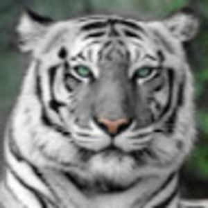 Meet your Posher, Tiana